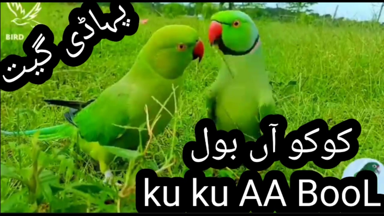 ku ku AA BooL phari song کو کو آں بول پہاڈی گیت 2023 gojri phari song's singer shabnam chatterguly