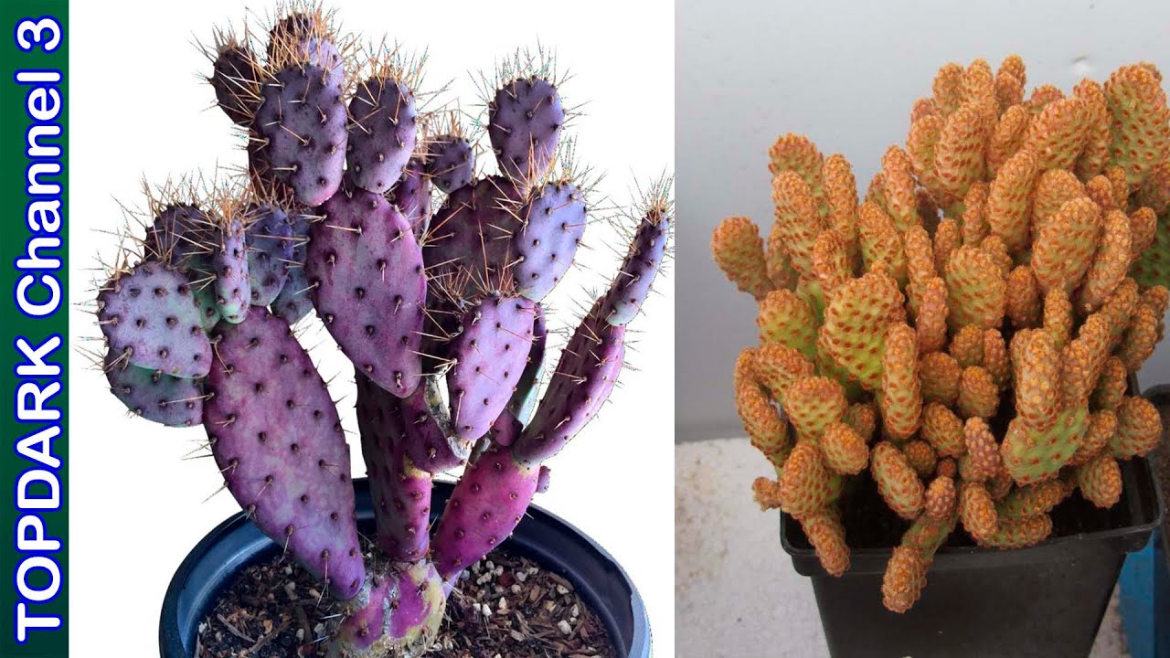 15  Opuntia ornamentales mas fascinantes del mundo