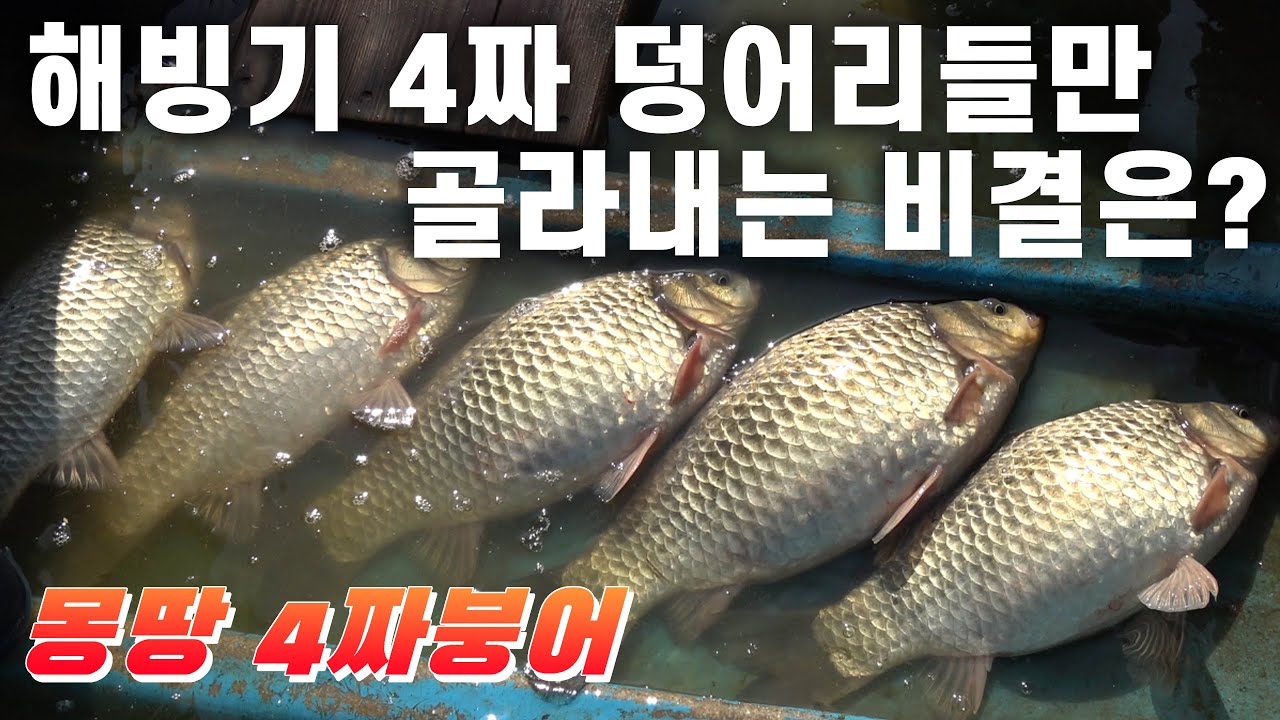 [비바스피돔] 해빙기 무더기 4짜 공략기!!