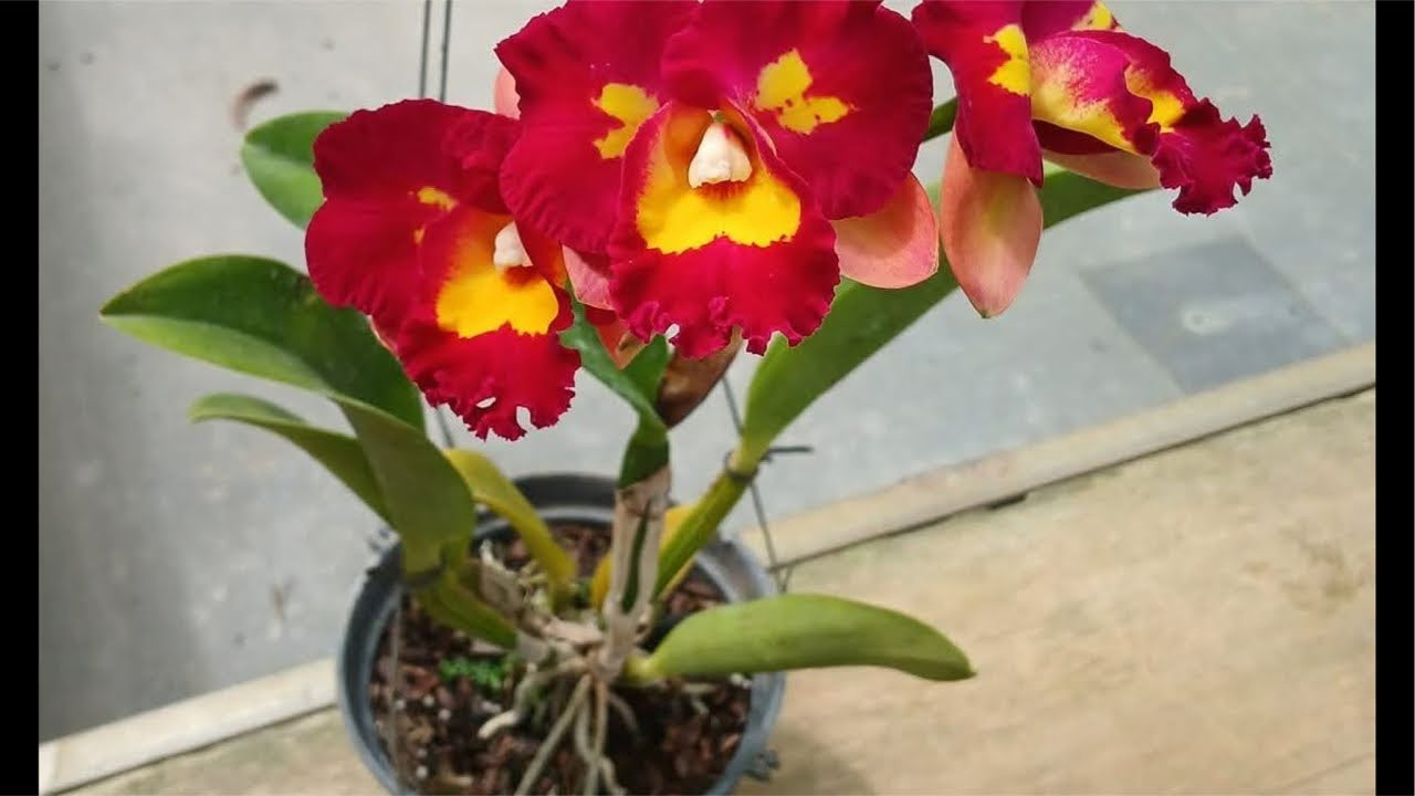 Vuờn Lan Tùng Huyền chúc mừng năm mới…0973171922