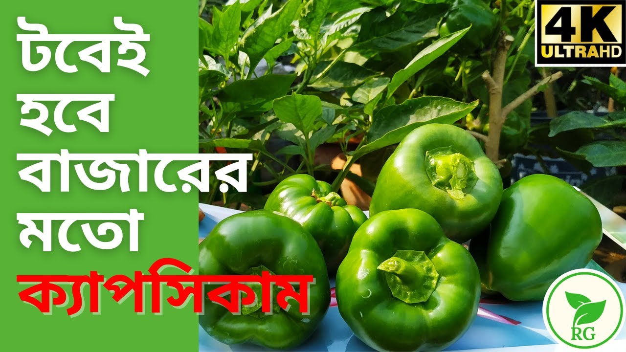 ছাদবাগানে টবেই ফলবে কেজি কেজি ক্যাপসিকাম | Grow Capsicum/Bell Pepper at Home | RAJ Gardens | 4K
