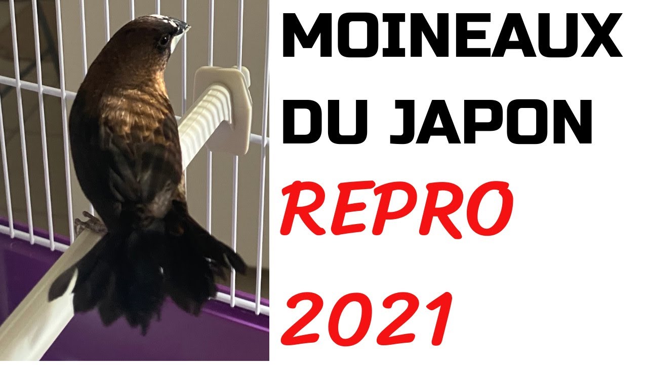 REPRO 🥚 CANARI 2ÈME TOUR + BEC D'ARGENT, OISILLONS 🐥 À 25 JOURS, 🚺 MOINEAU DU JAPON VLOGCANARI#25