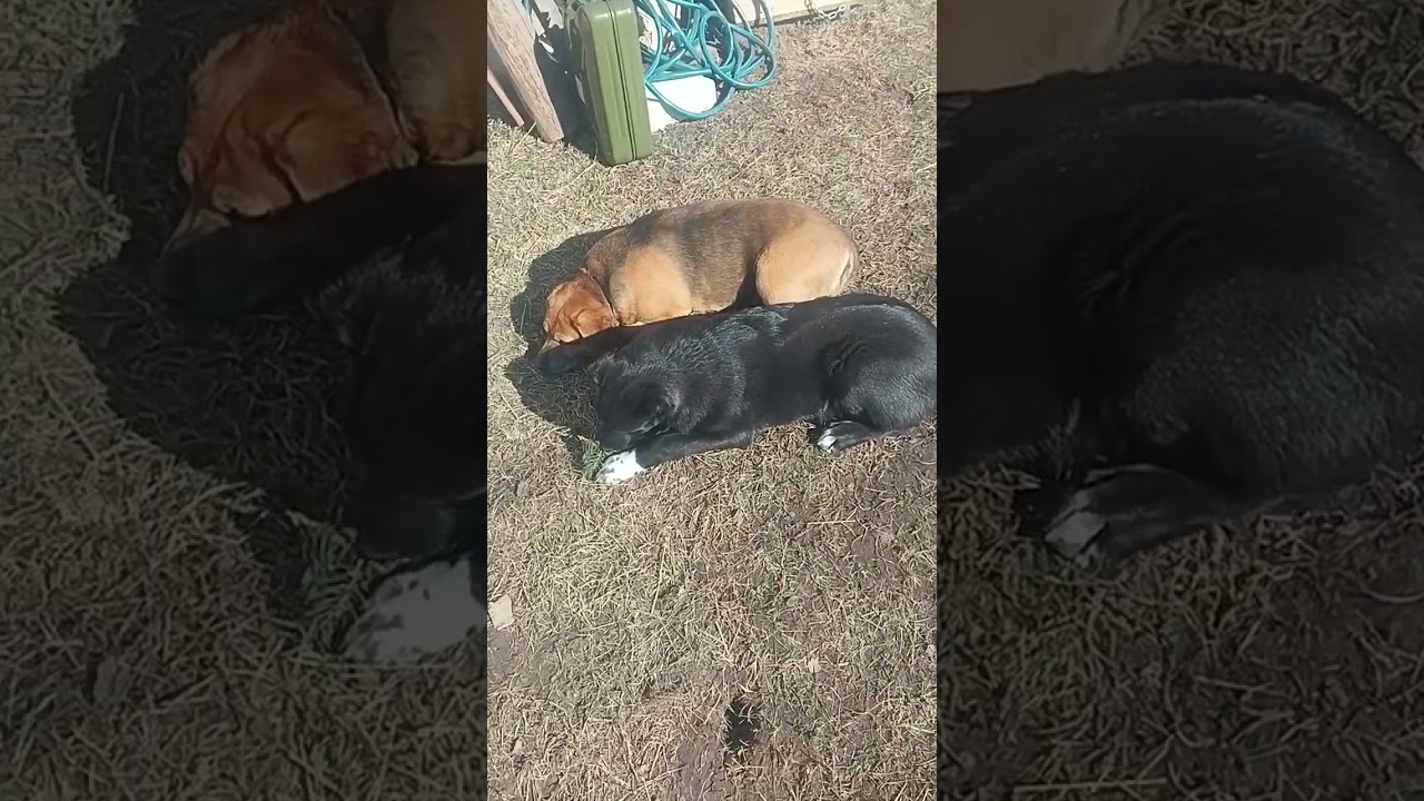 Шерстяные принемают олнечные уванны😆😆😆😆