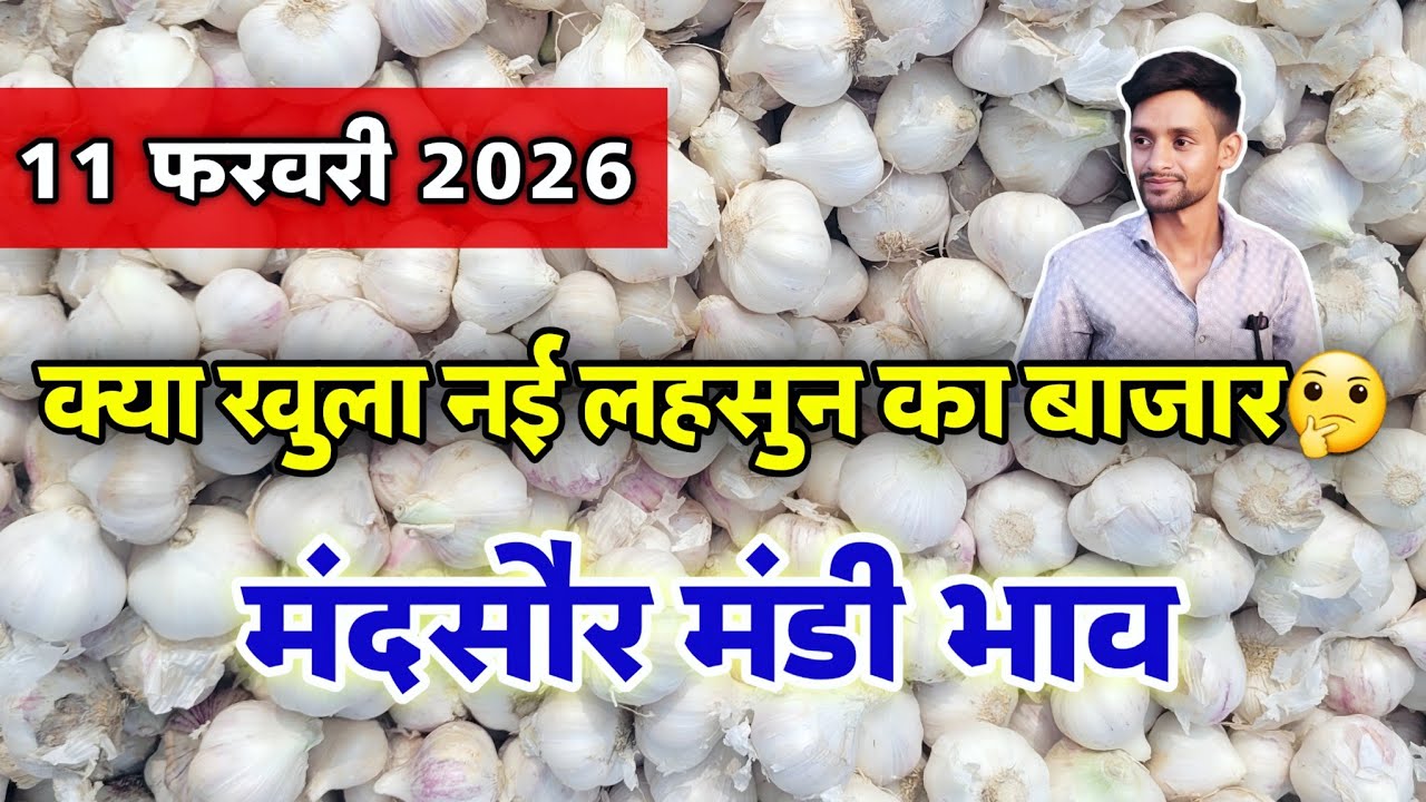 नई लहसुन का भाव मंदसौर मंडी 11 फरवरी 2026 | ooty lahsun | New Garlic Rate #mandsaur_mandi_bhav 