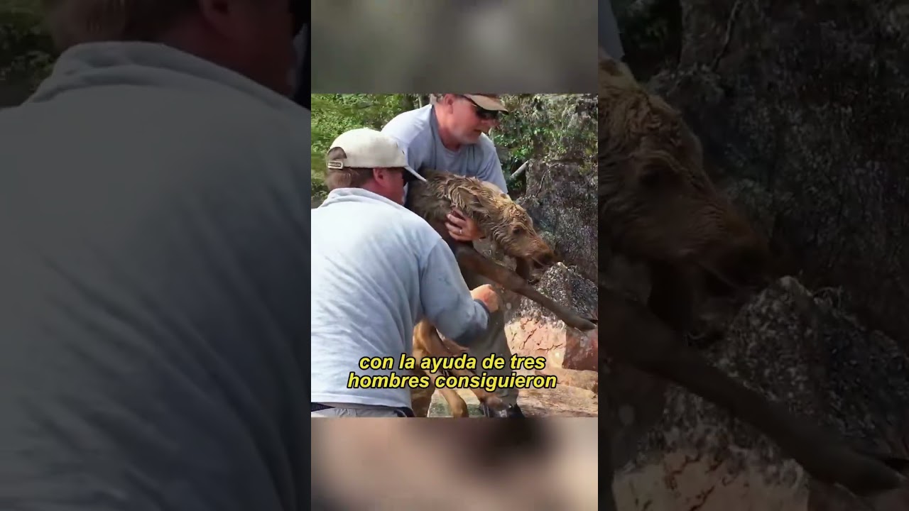 Passerby rescues fawn that fell into water#animals #Friendship #Us #fyp