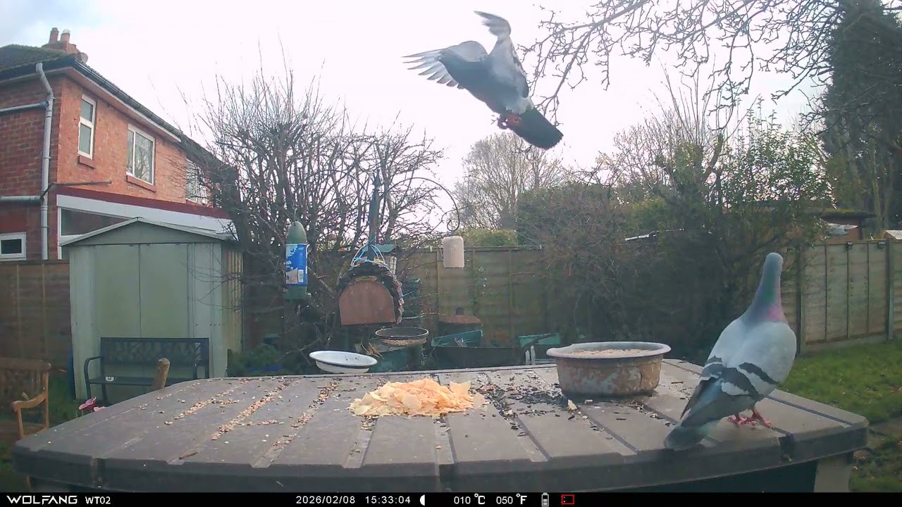 Blackbird Pigeons