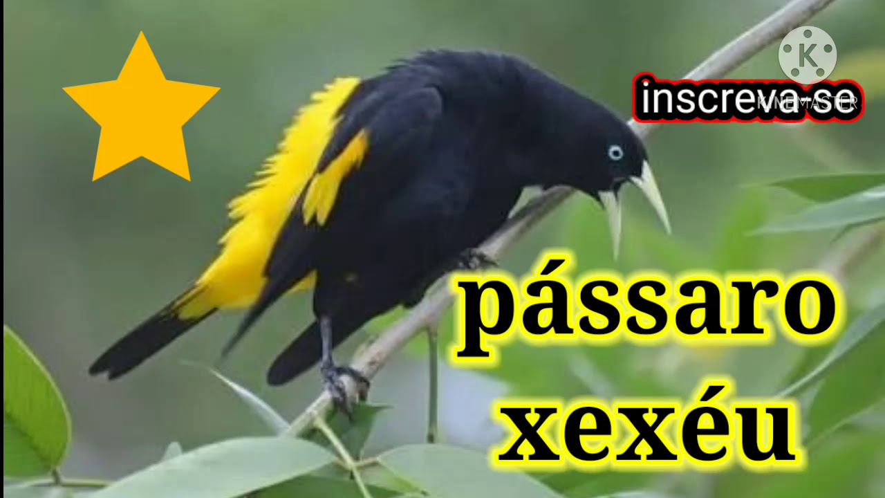 canto do pássaro preto xexéu imitador