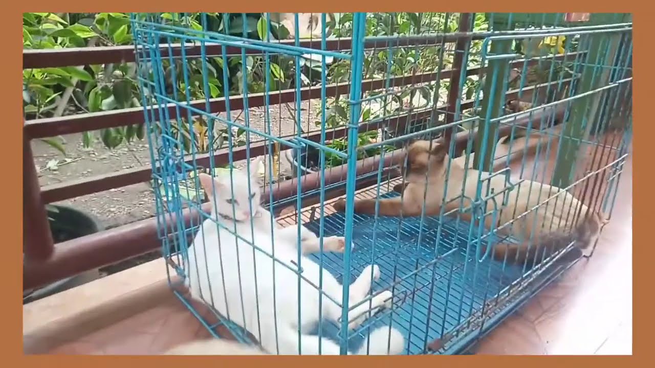 Cats that we have|Yannie #gsb
