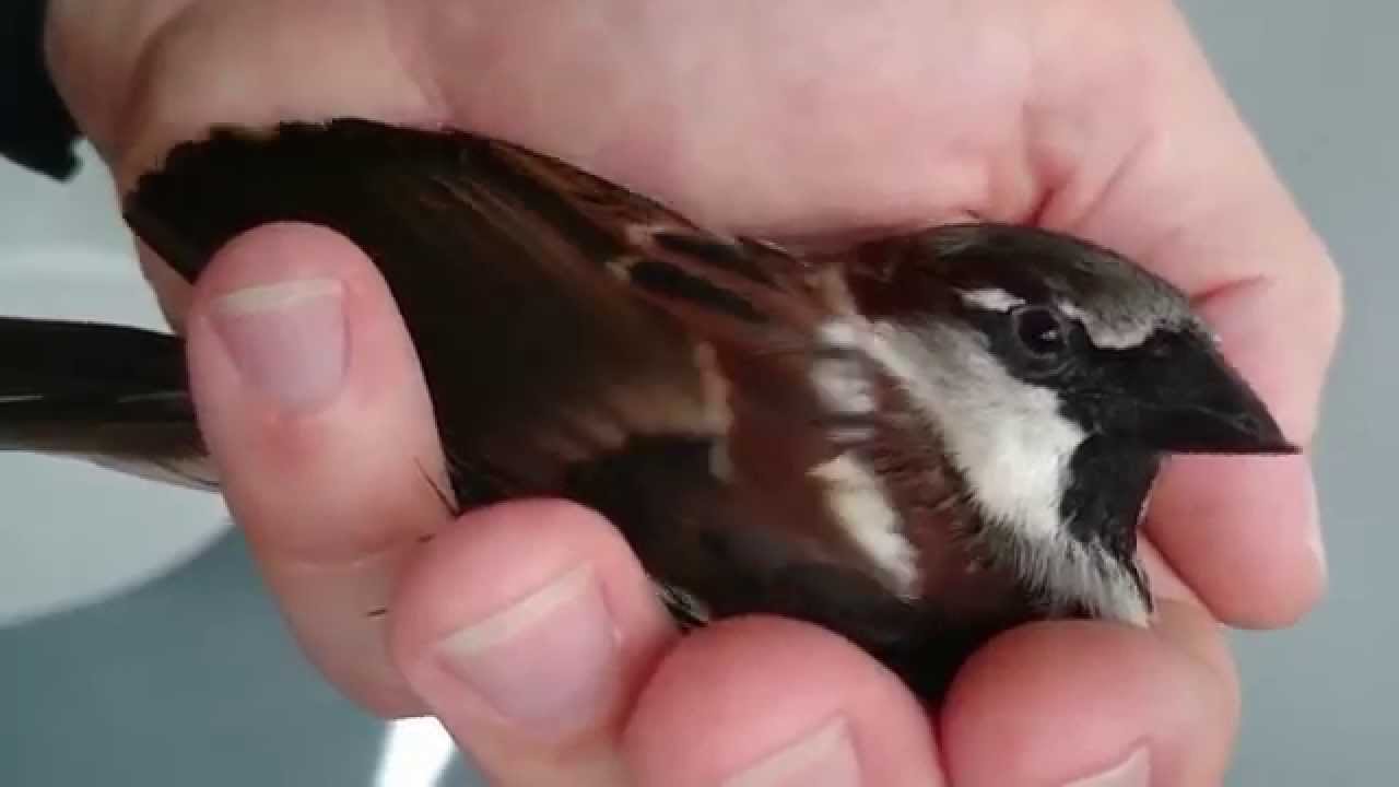Spatz trocknet sich in der Hand
