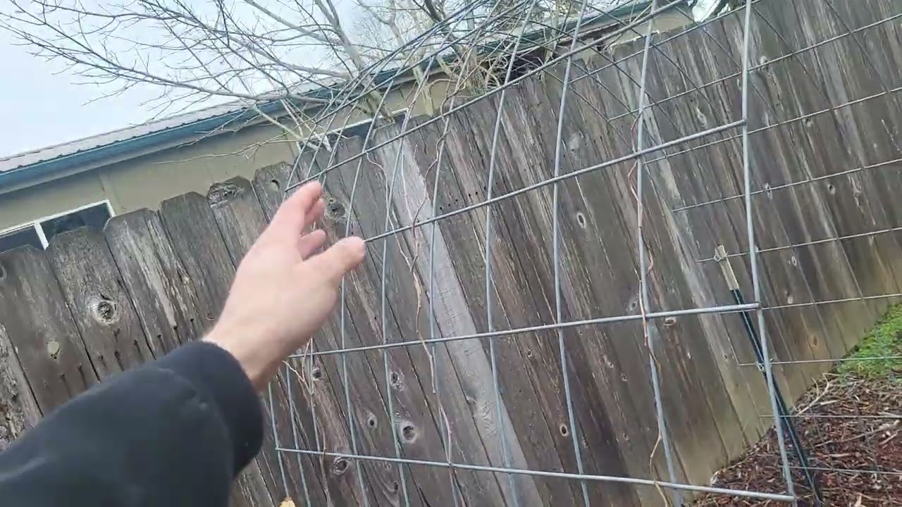 Spring 2026 pruning plan