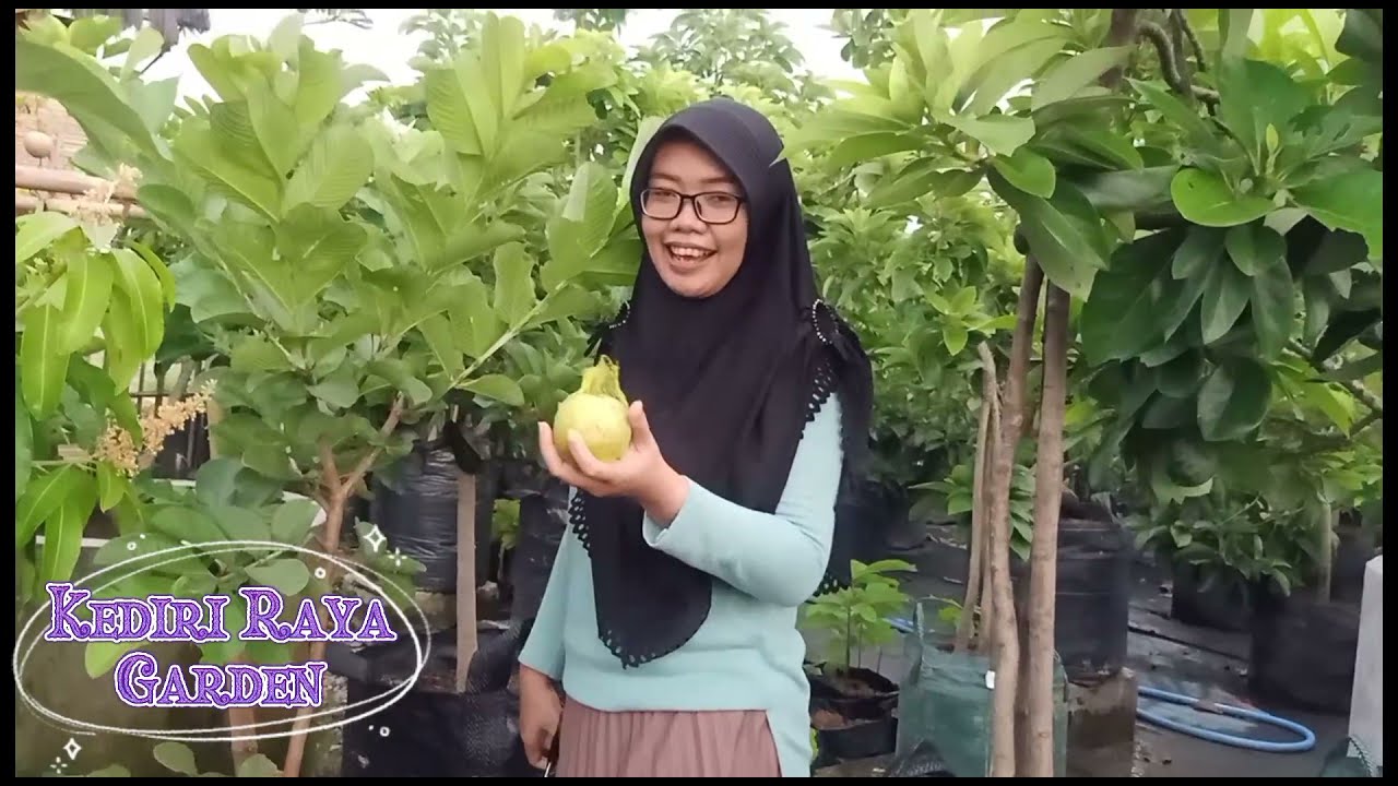 Review Jambu Hong Pau Se ( Red diamond)