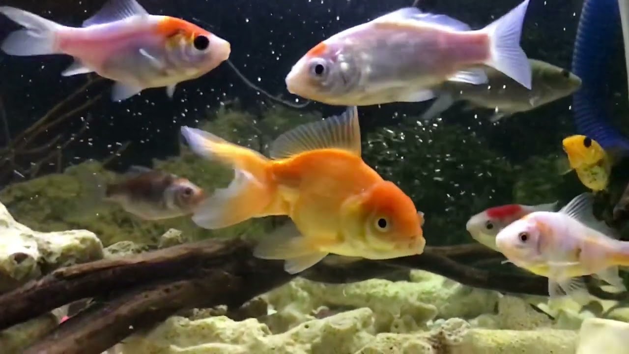 The goldfish are swimming slowly and look very happy