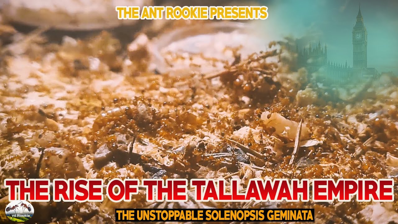THE RISE OF THE TALLAWAH EMPIRE - SOLENOPSIS GEMINATA