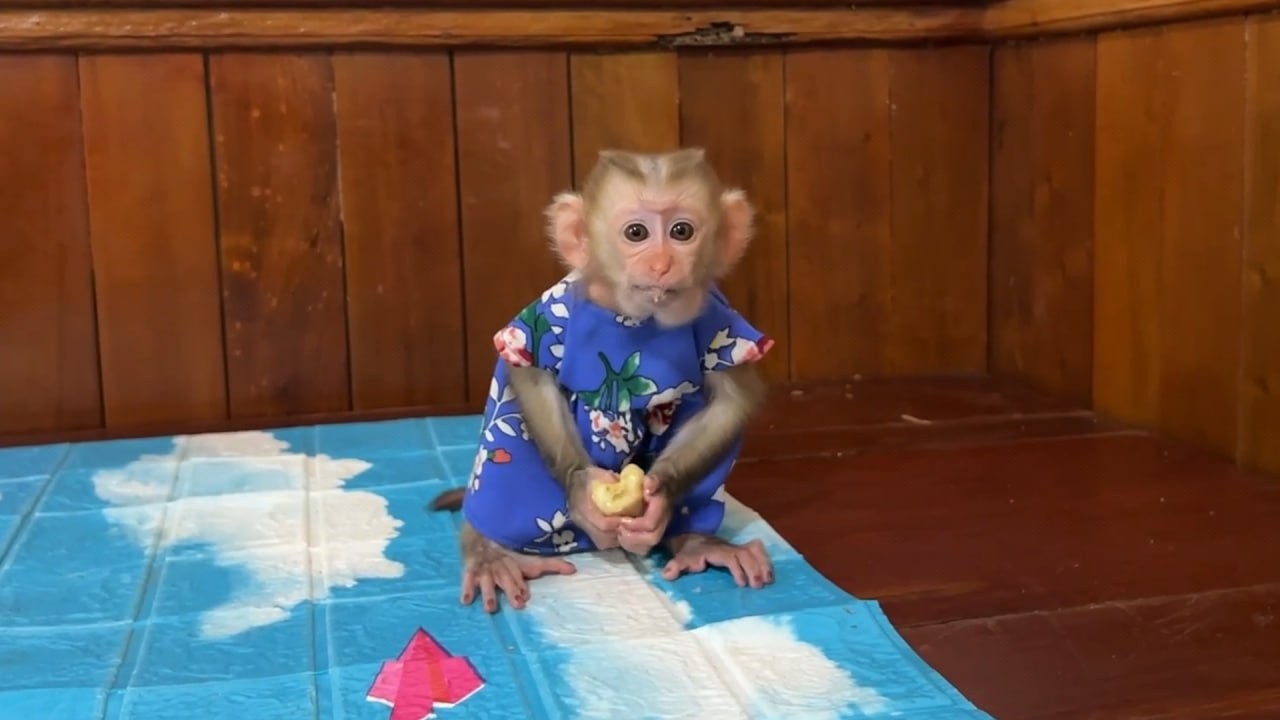 Cute Monkey Yuri Run To The Table Corner To Eat Banana Herself Don't Want Mom Feed Her