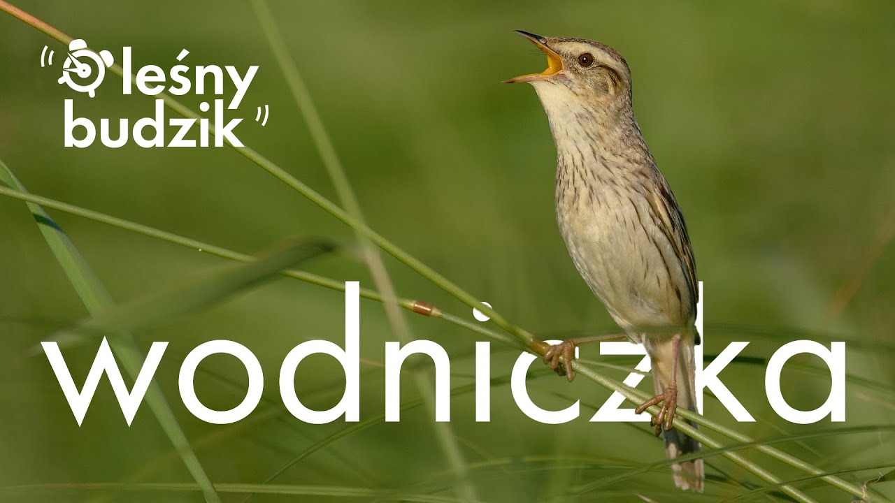 Leśny budzik - Wodniczka
