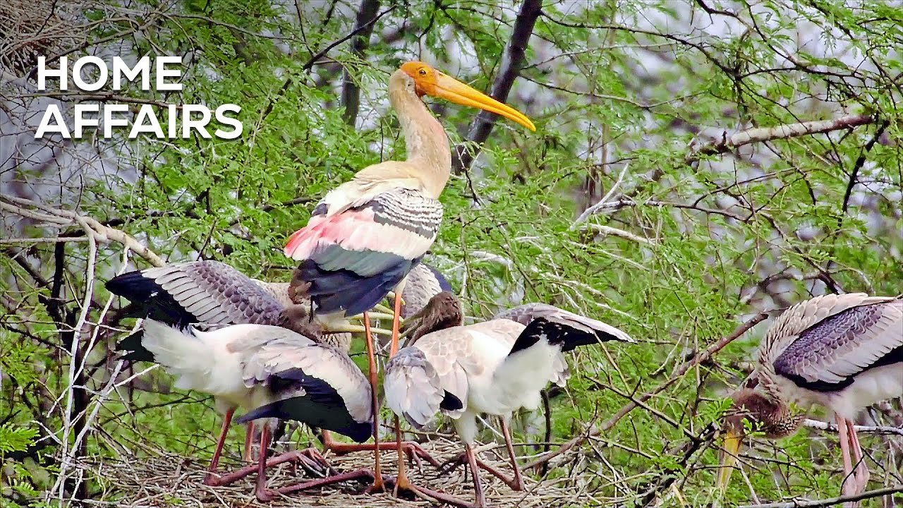 Home Affairs: How Painted Storks Survive and Nest in Wetlands| Bird Conservation| @RoundglassSustain