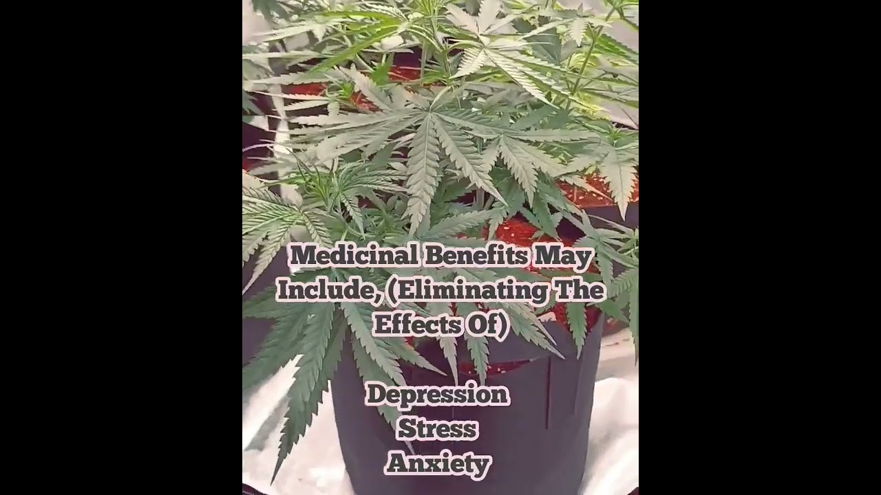Durban Poison Cannabis Strain!!! (OneClickSterling)