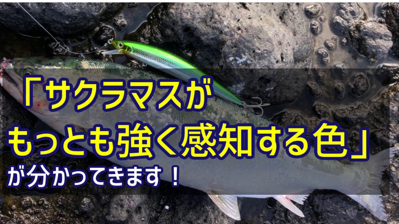 【論文紹介】サクラマスが強く認識するカラーは〇〇！
