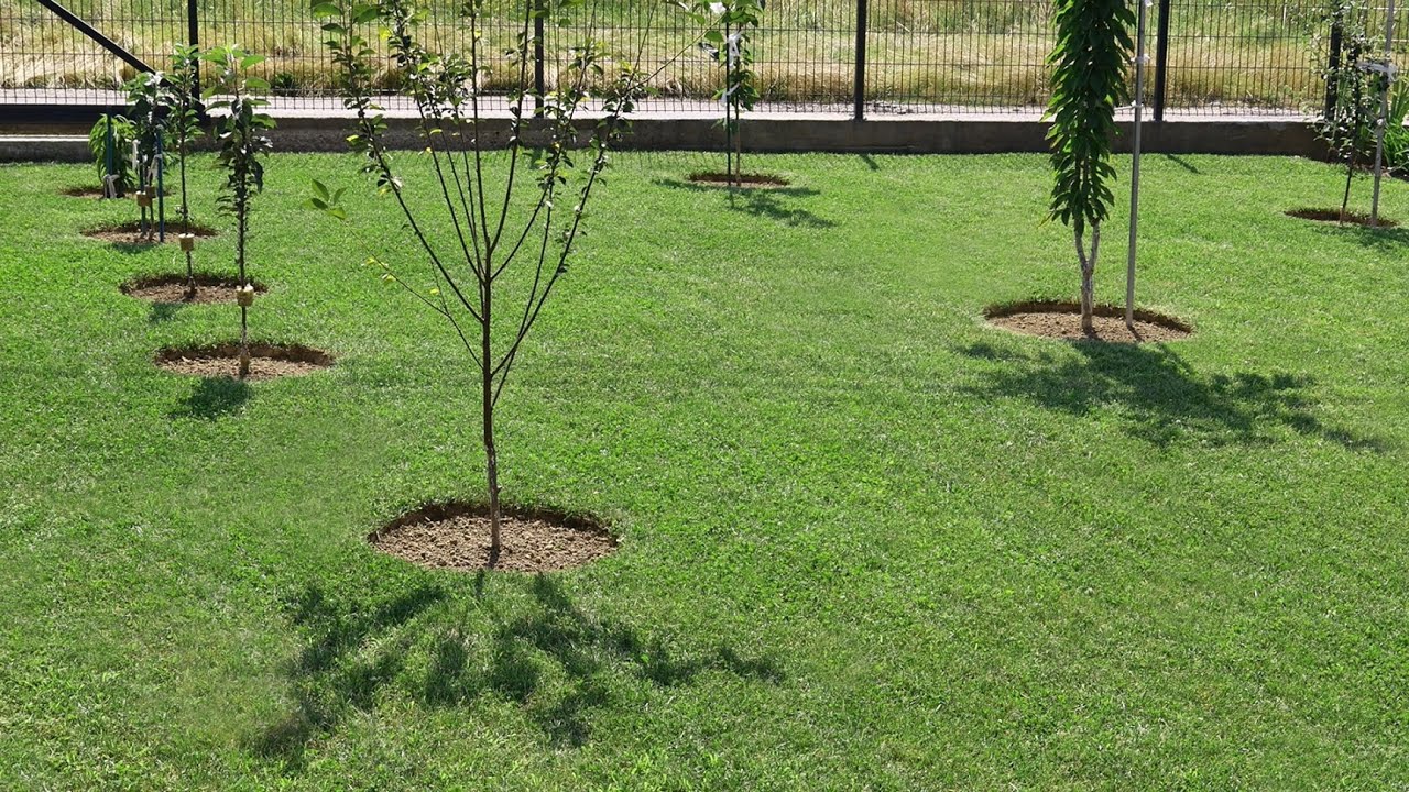 Правильный уход за газоном летом – всегда зеленый и здоровый газон!