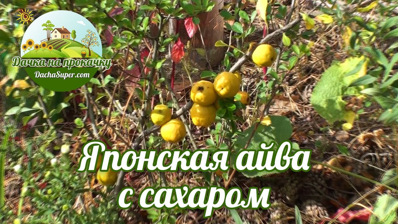 Японская айва/хеномелис/цидония с сахаром.