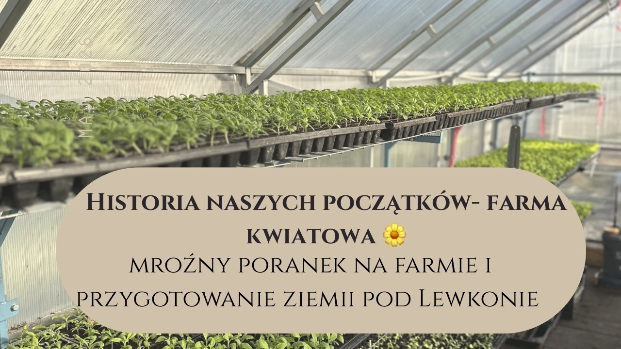 Historia naszych początk&oacute;w 🌼 Mroźny poranek na farmie i przygotowanie ziemi pod lewkonie