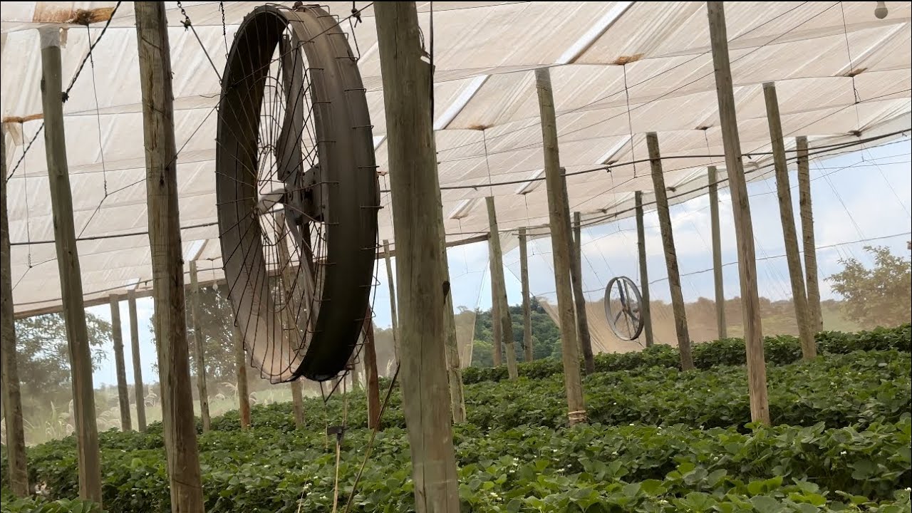 ESTUFA DE MORANGO COM NEBULIZADOR E VENTILADOR!