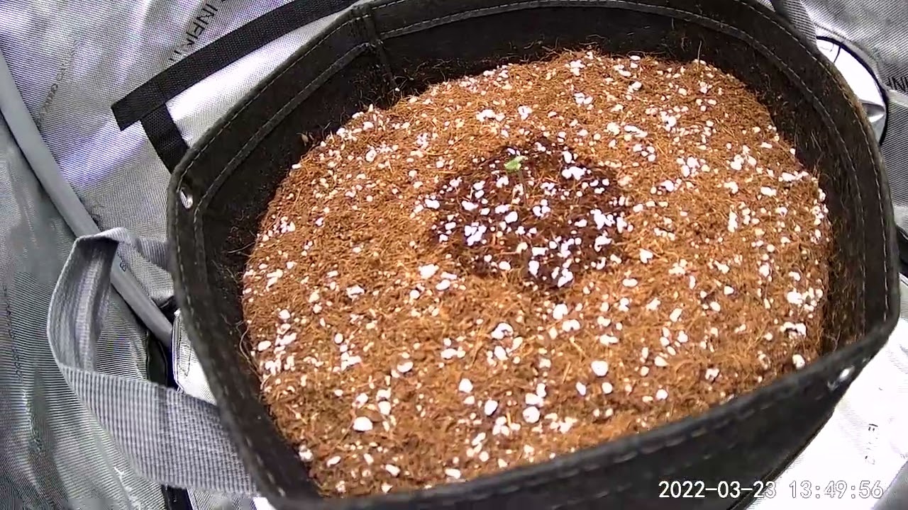 GIRL SCOUT COOKIES EXTREME AUTOFLOWER GERMINATION