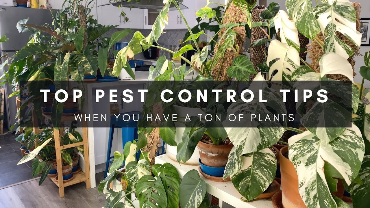 Pest Control for Indoor Jungles | Managing Fungus Gnats, Spider Mites, & Mealy Bugs | Ep 88