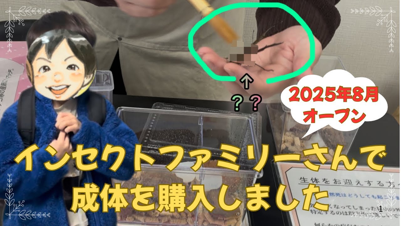 お店の様子を撮影させてもらいました。成体も購入しました。【インセクトファミリーさん】
