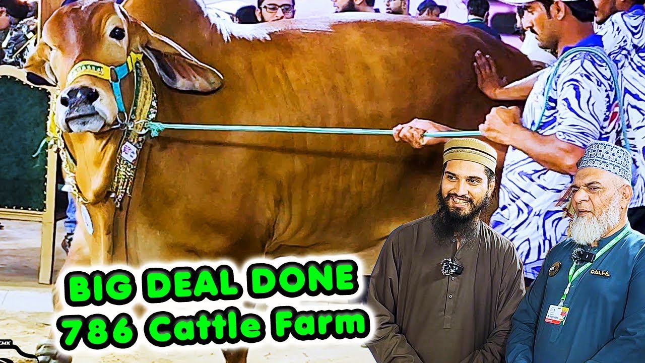 GIANT BACHRI DEAL at 786 Cattle Farm | Cattle Market Karachi