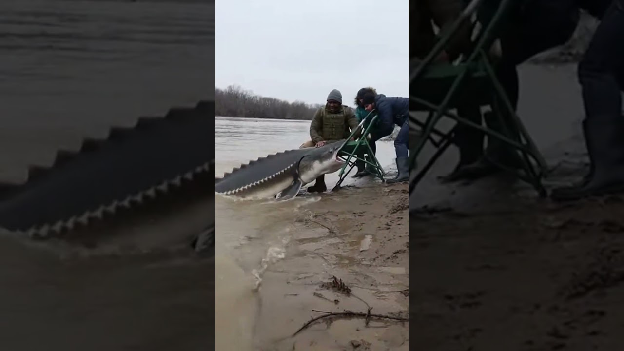 Koszmar Muddy River &ndash; gigantyczny jesiotr atakuje brzeg 🐟😨