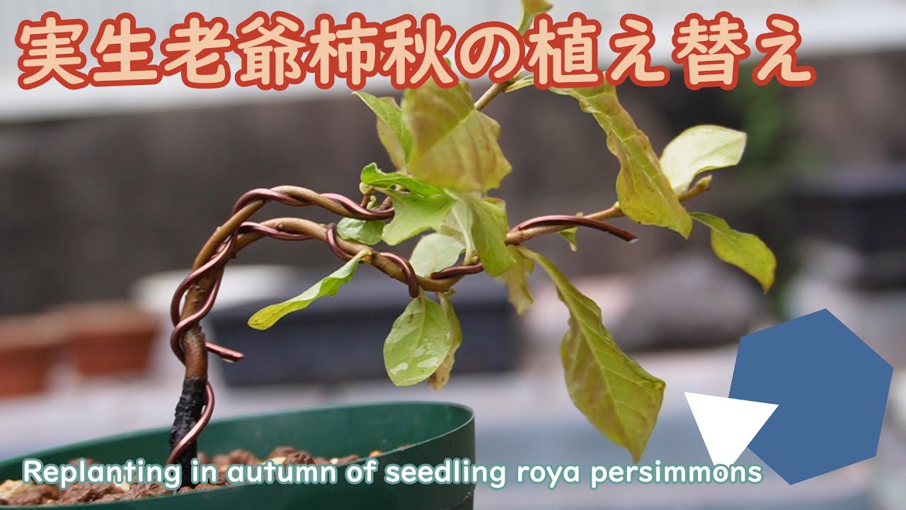 実生老爺柿の秋に植え替える2022.10.04（Replanting in autumn of seedling roya persimmons）