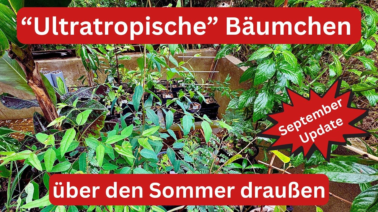 Mangostane, Durian und Co im Freien: Wie haben sie sich entwickelt? 🌦