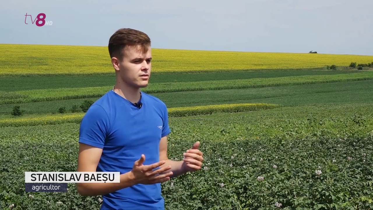 Patria cartofului va &icirc;nregista pierderi &icirc;n acest an. Briceni a fost puternic afectat de secetă