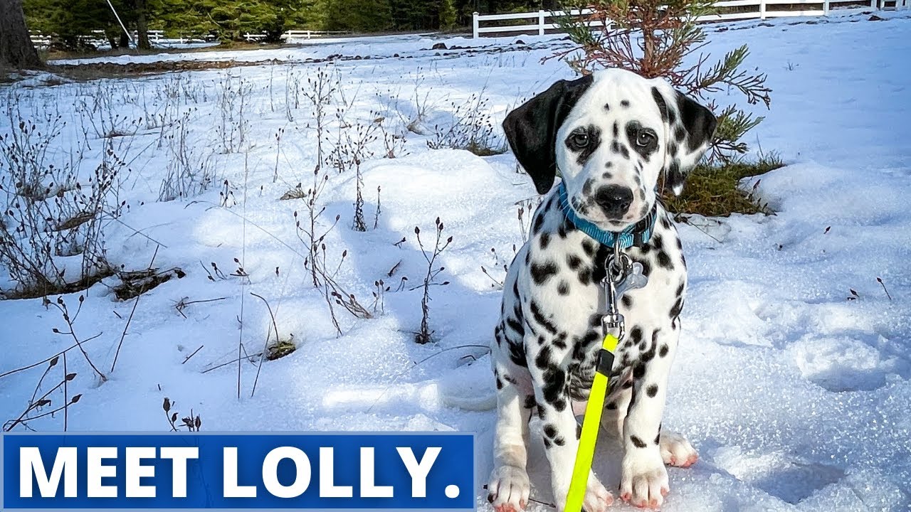 Meet Lolly | Dalmatian Puppy's First Day Home