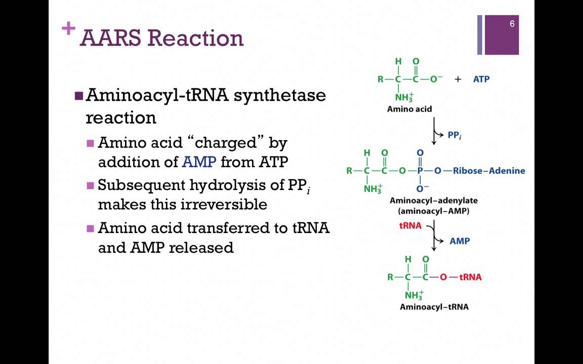 184-Charging tRNA