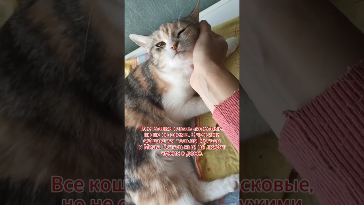 Один день кошачьей семьи.