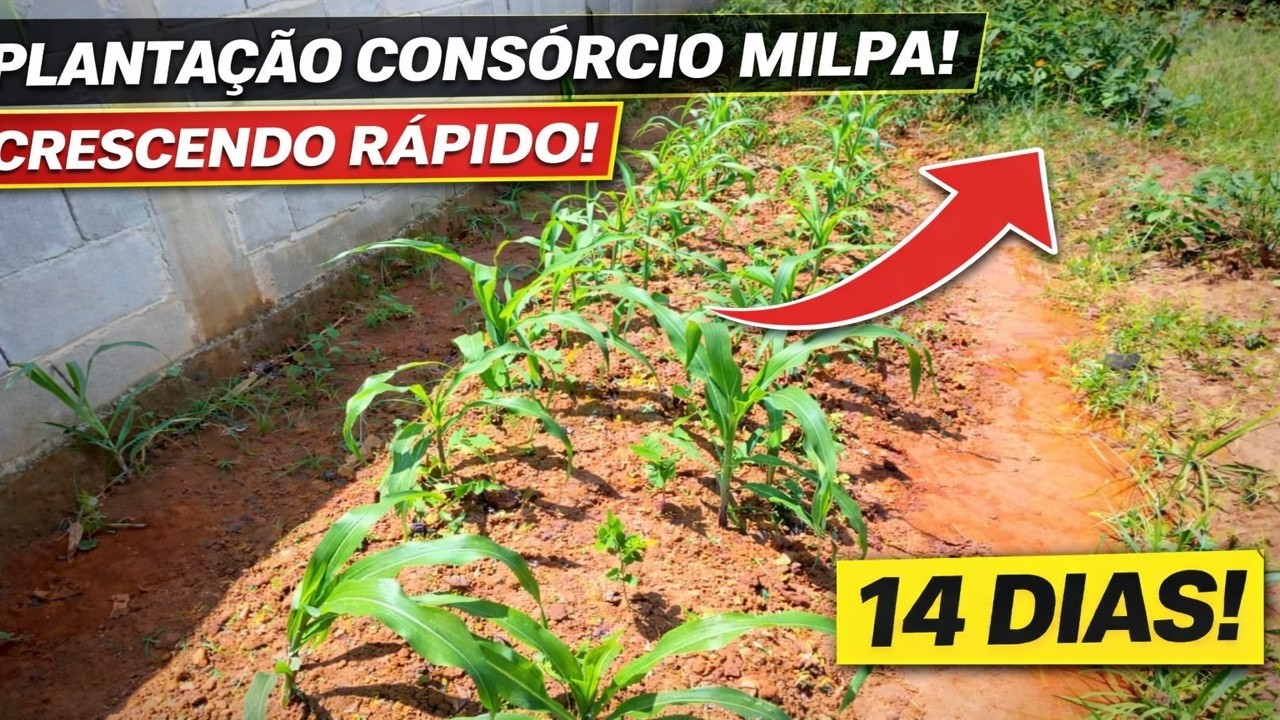 Valeu a Pena Plantar Milpa? Veja 2 Semanas Depois