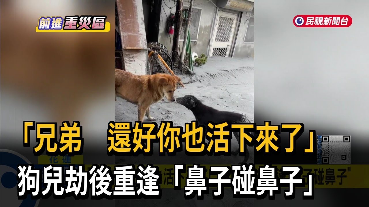 「兄弟 還好你也活下來了！」 狗兒劫後重逢「鼻子碰鼻子」－民視新聞