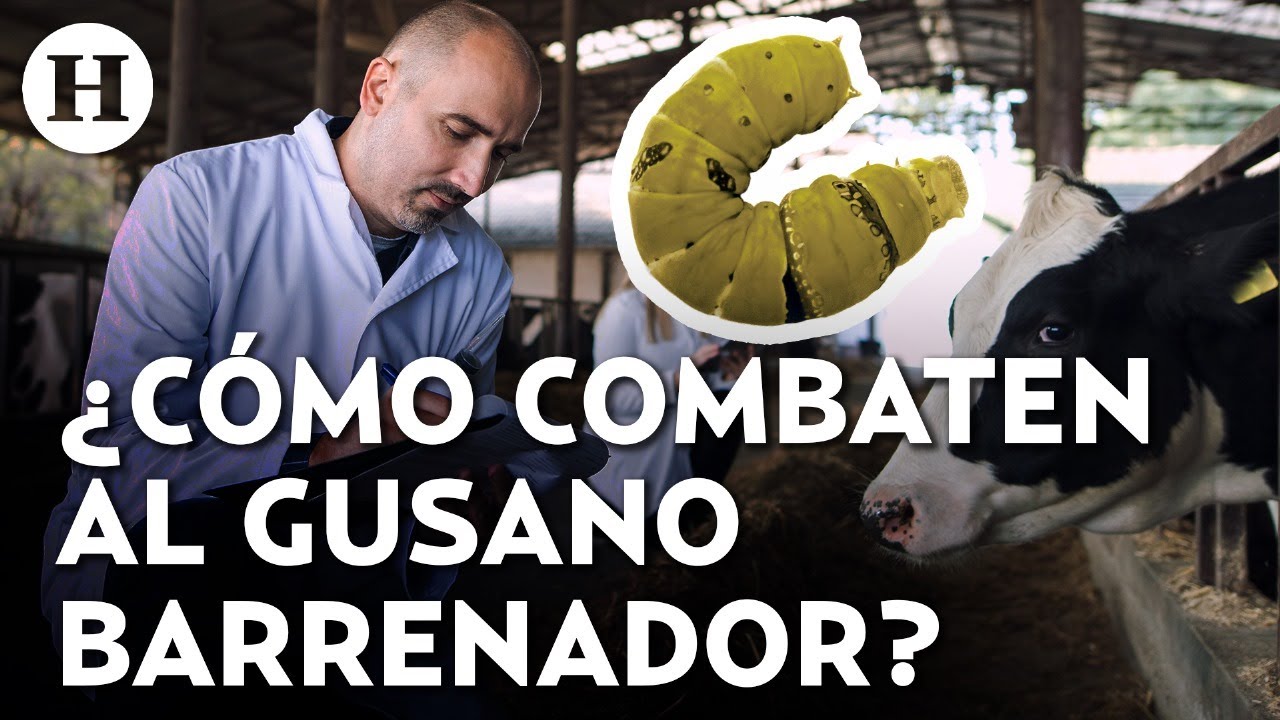 Engordadores de ganado en NL impulsan plan de acciones contra el gusano barrenador