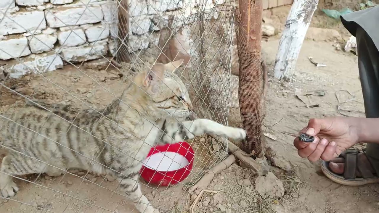 Black beautiful cats in village walidlife 