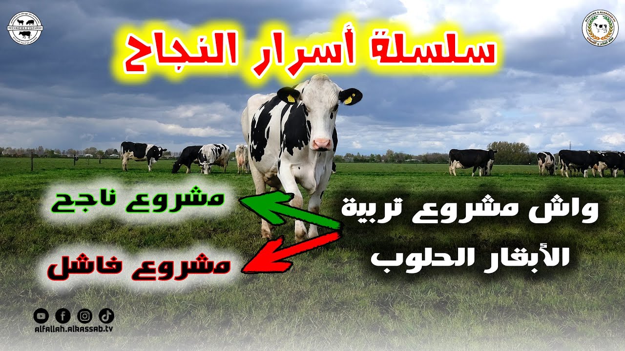 أسرار النجاح 02 || طريقة إنجاز و تأسيس مشروع تربية الأبقار الحلوب أو إنتاج الحليب