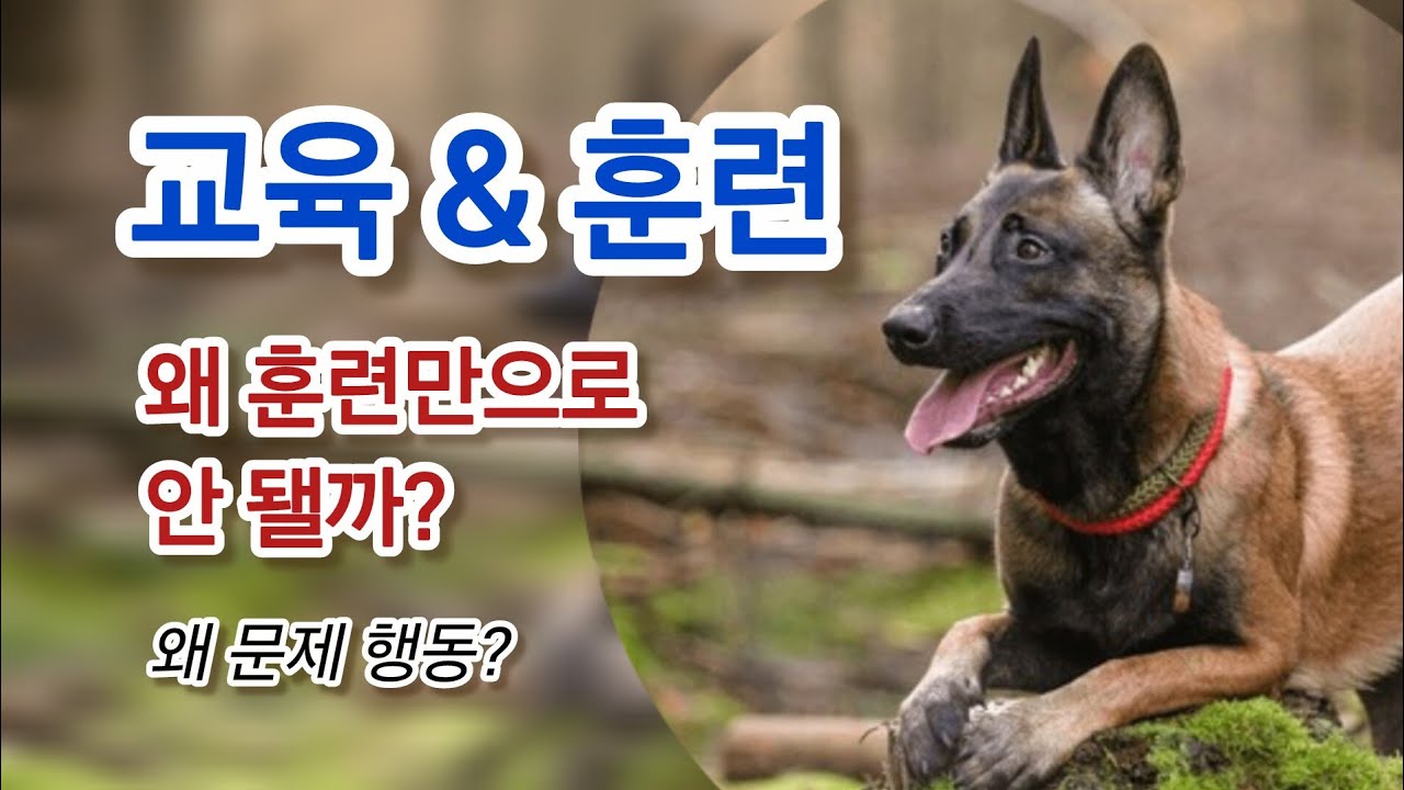 훈련했는데 왜 말을 안 들을까?｜강아지 양육의 중요성
