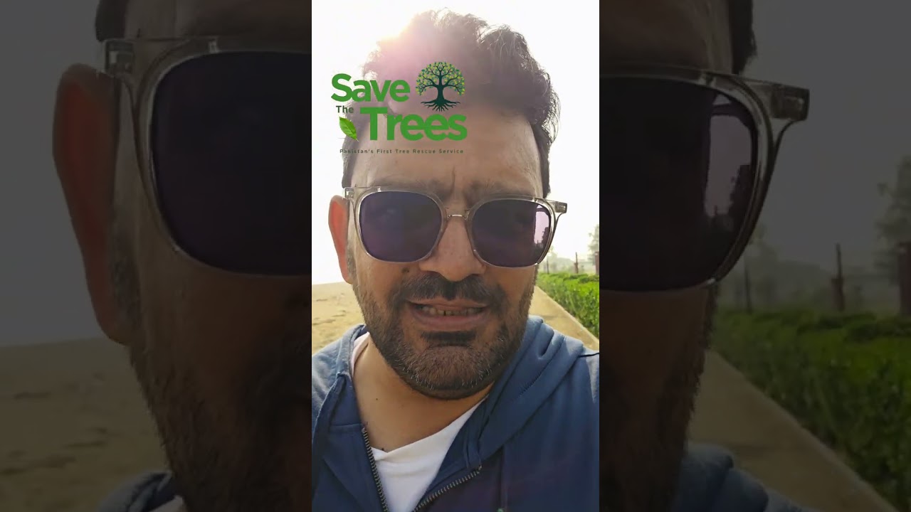 کھجور کے بڑے درختوں کی شفٹنگ۔ نرسری فارمنگ کریں۔