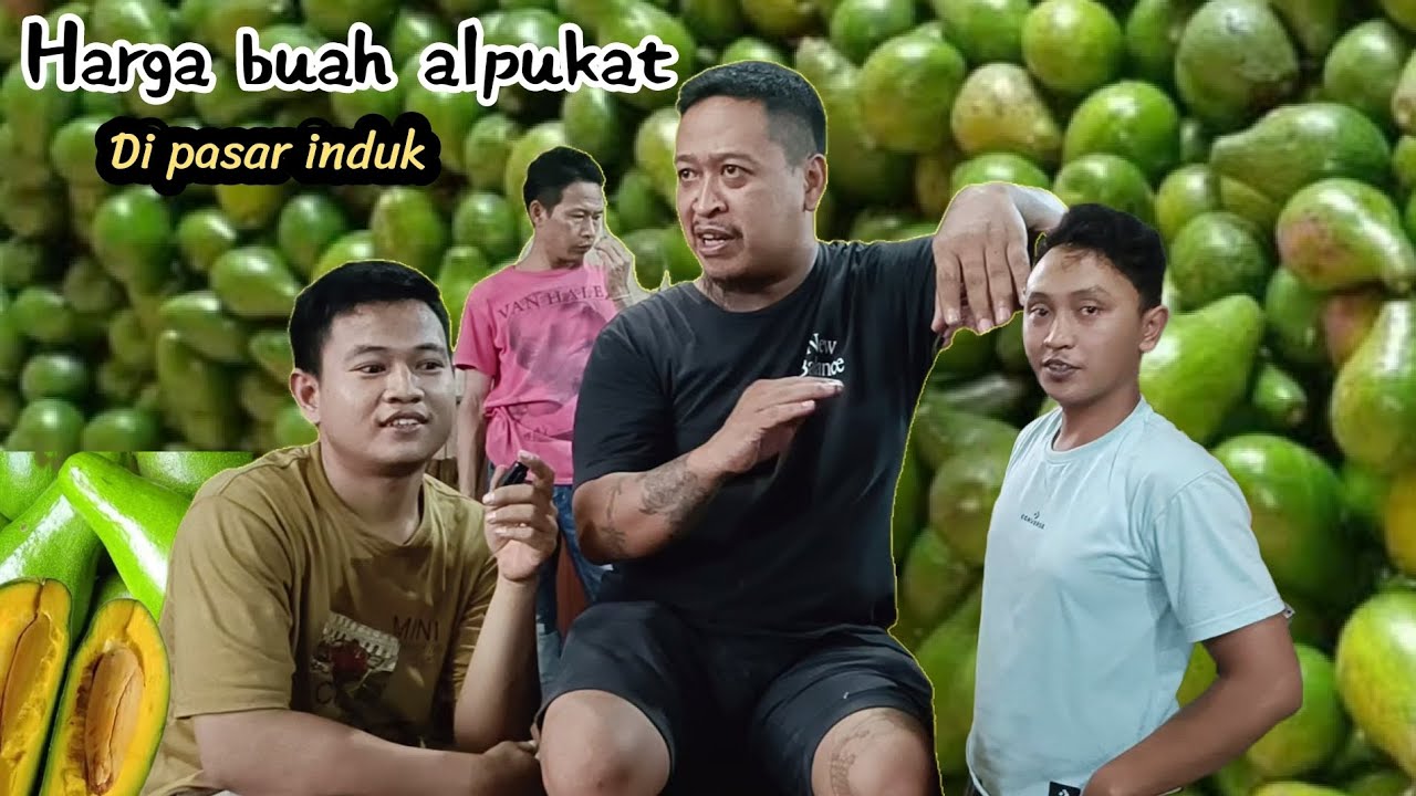 HARGA ALPUKAT DI PASAR INDUK || ISTANA BUAH BUAHAN