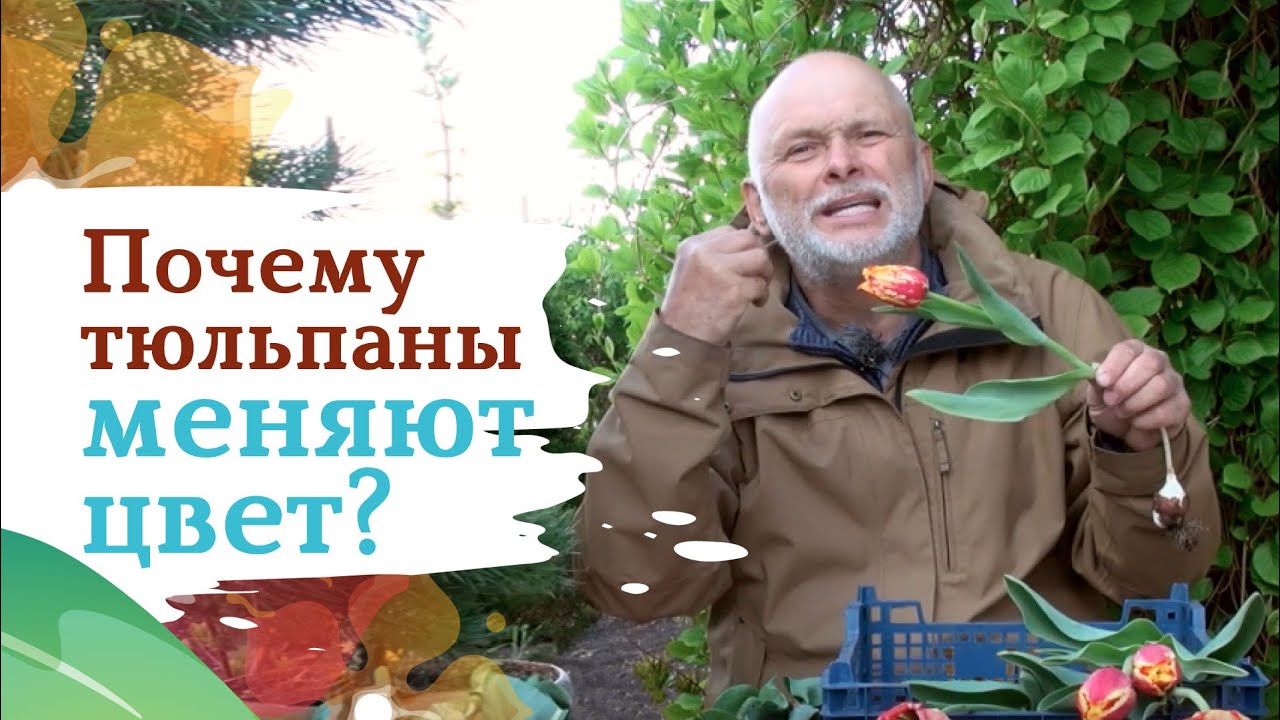 Опасный вирус пестролепестности на тюльпанах. Как бороться?