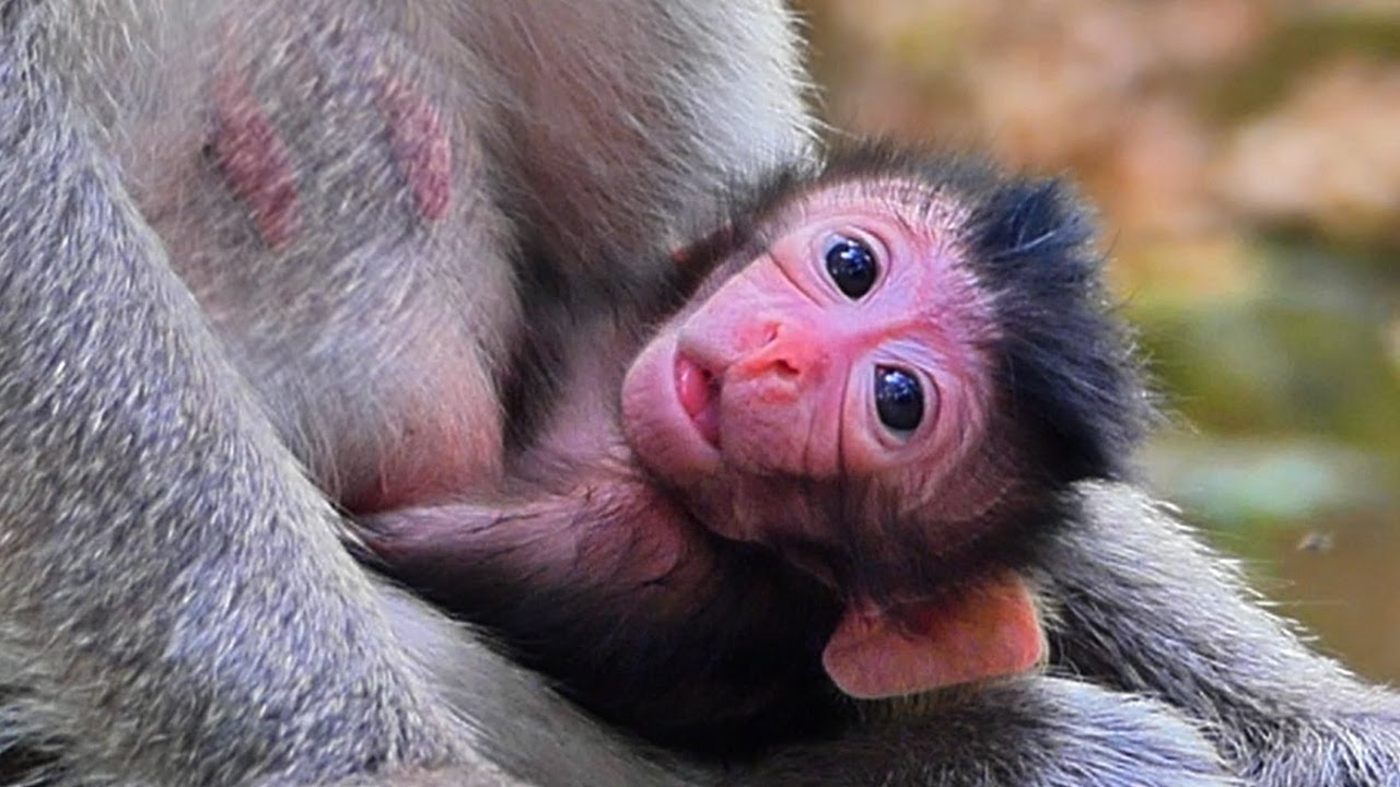 Comgratultions...! Spring just gave brith to a new baby, Adorable baby named Sapphire