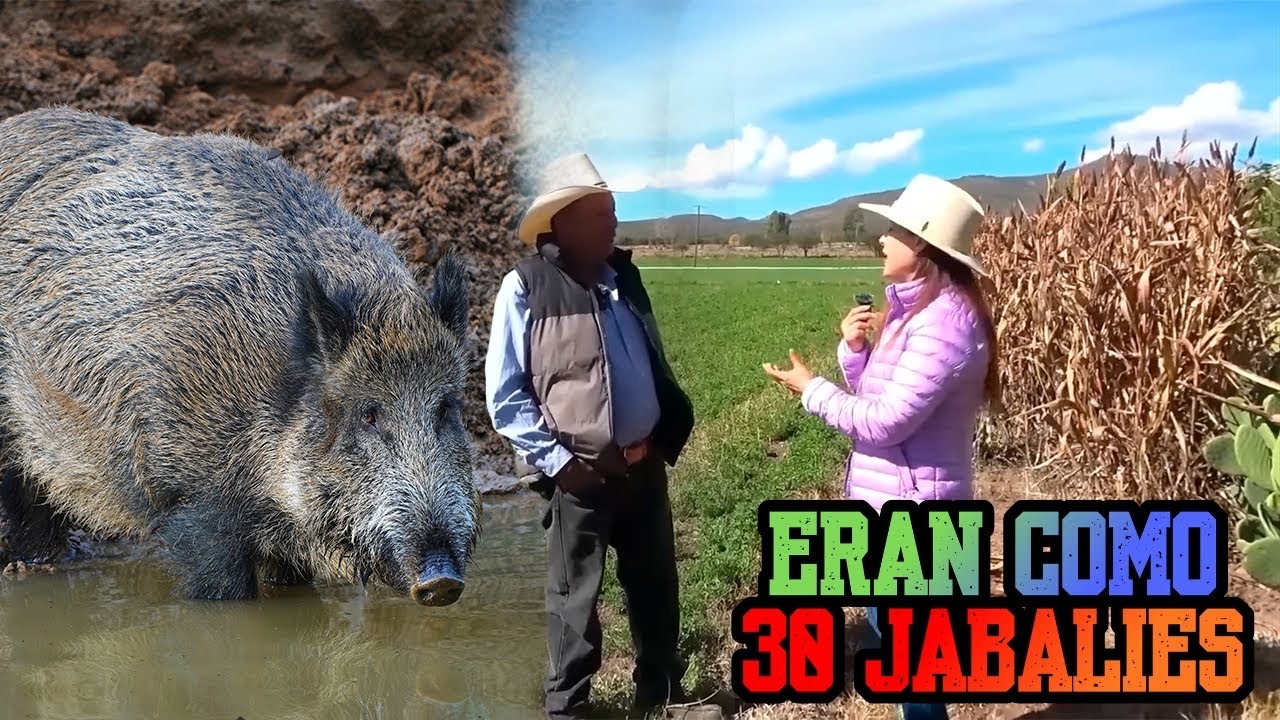 &iexcl;PLAGA DE JABAL&Iacute;ES! Devoran su ma&iacute;z en El Huejote | Alma Coronel