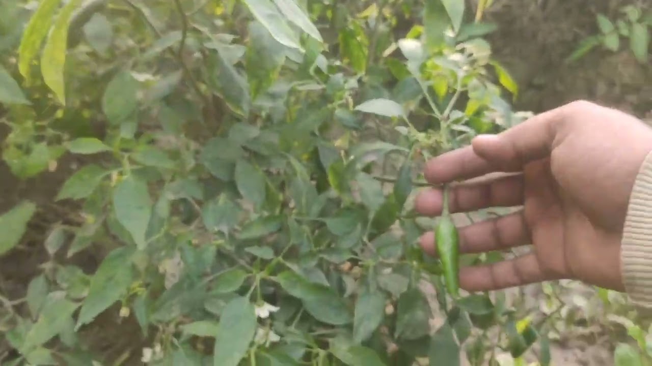 Patato farm | Our Vegetable Farm | chilly farm #dusarapadaav #kheti #farming #farmoperation