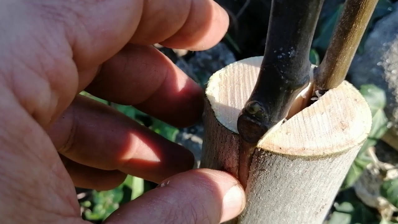 Innesto di fico a spacco- da MicheleExpert (Cropalati Cs)